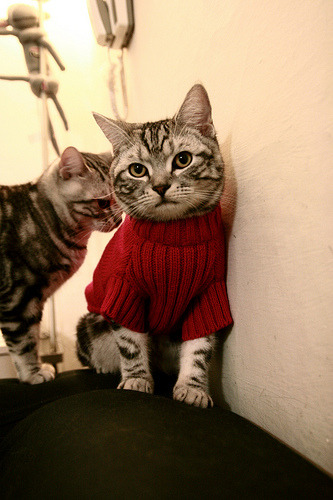 唯一解,当火箭米切尔将消音器对准广东主场