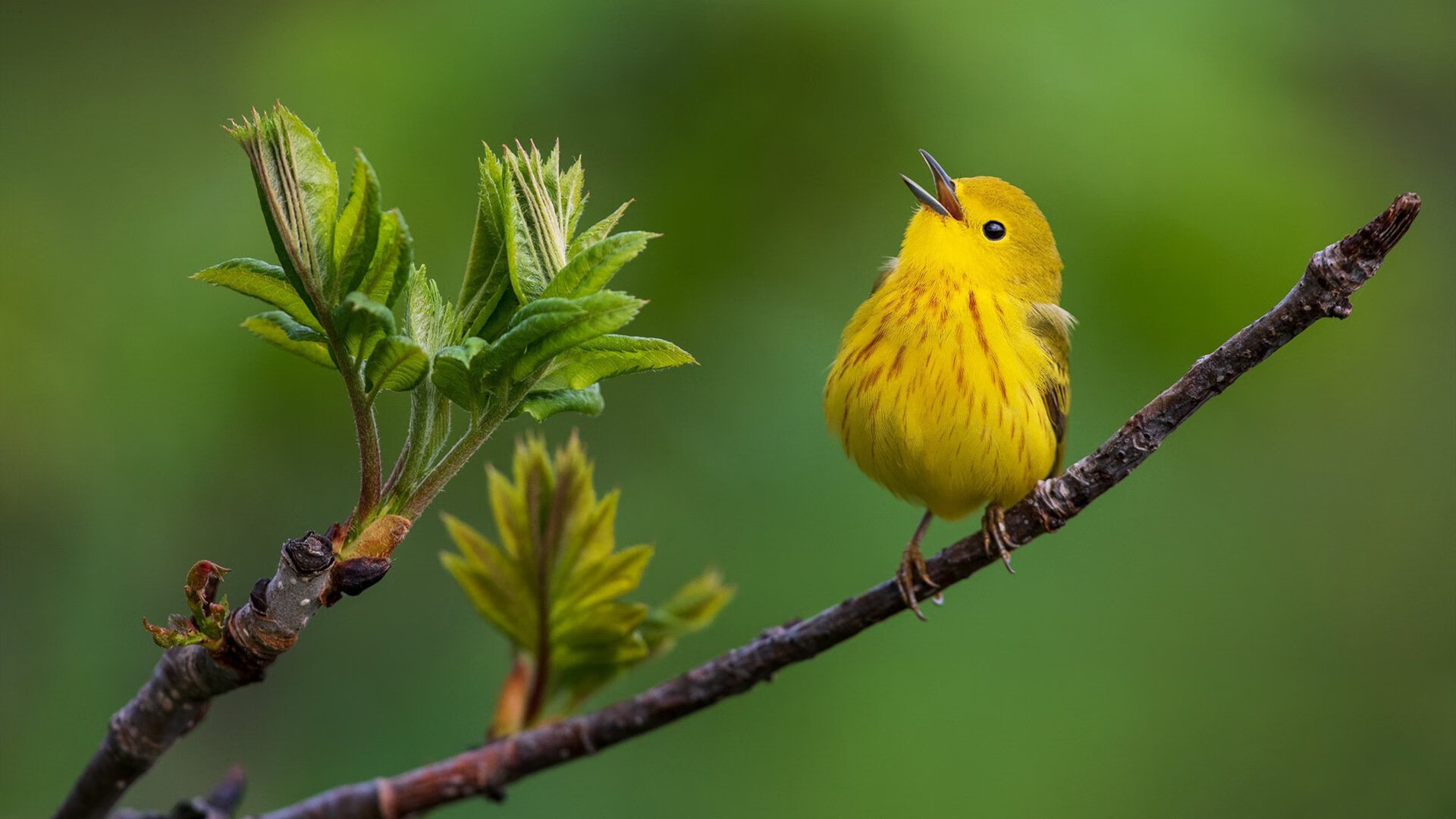 雨夜格拉斯哥,哈弗茨以钢铁之心导演高地复仇