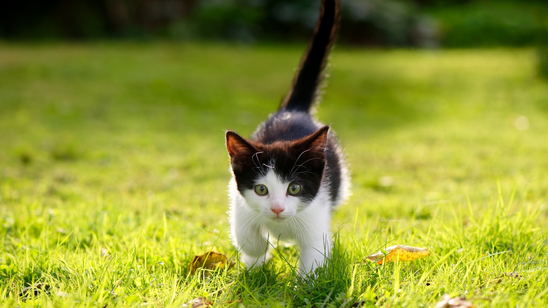 奇兵英格拉姆爆砍32分,浙江力克北京送对手主场首败