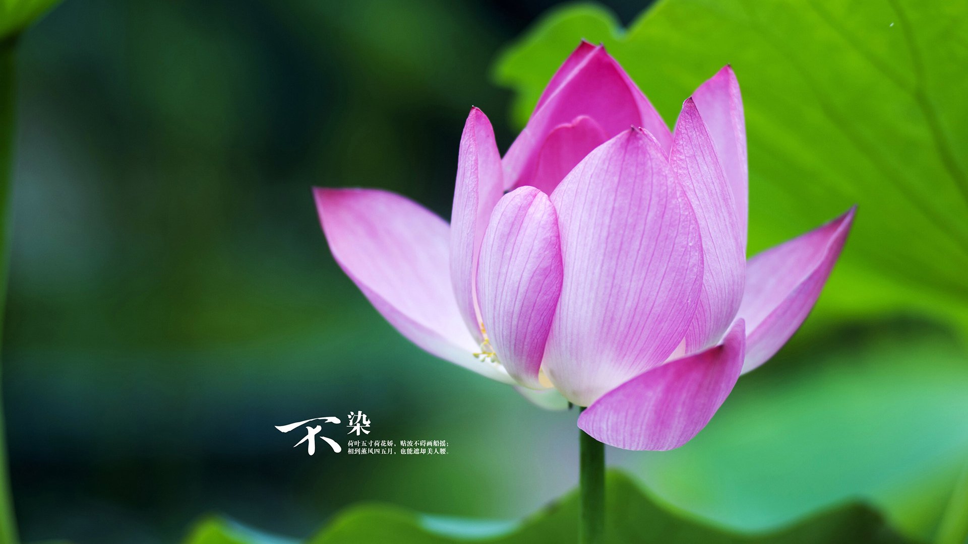 当萨卡的星光淹没于哥斯达黎加的黎明