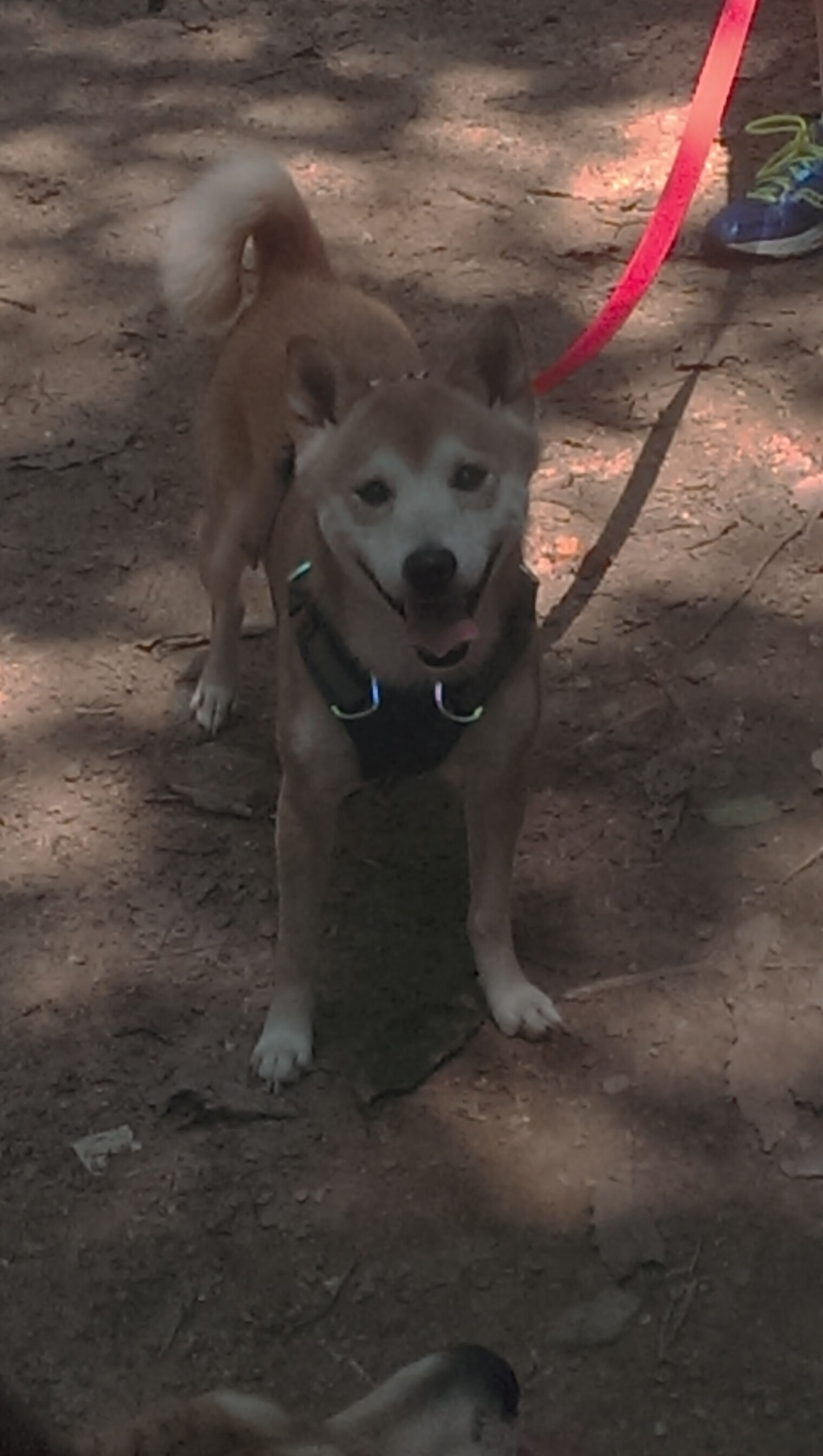 绿茵战场与篮球智慧，当步行者用欧冠决赛思维拿下国王