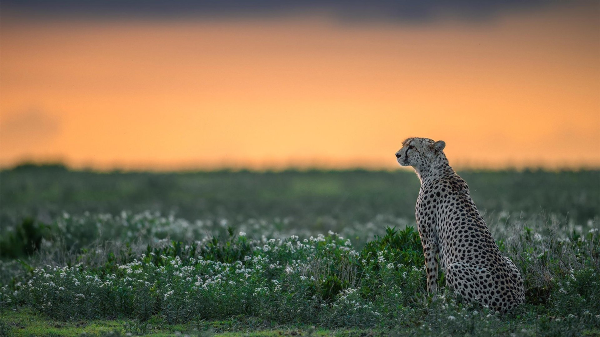 一人主宰,全队共振,霍勒迪爆发背后,广厦如何织就压制热火的战术天网