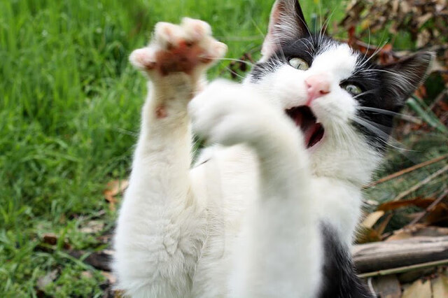 改写历史!南非加时绝杀尤文,无名小卒赖斯一战封神