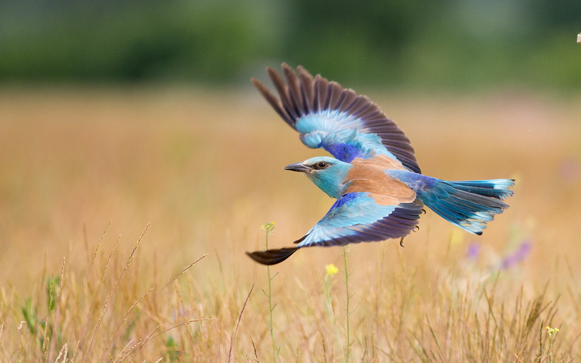 爱游戏娱乐-福克斯加冕夜，新奥尔良的血色逆袭与波士顿的叹息