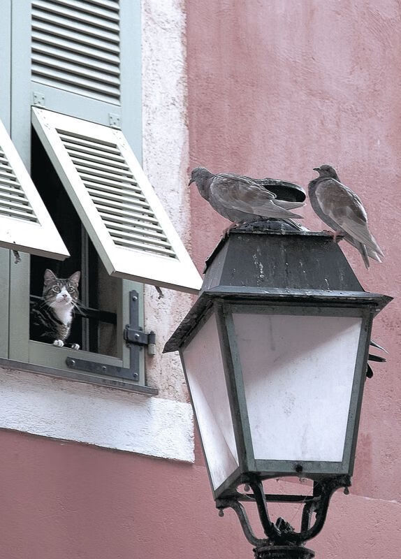 爱游戏娱乐-陨落神坛的战争，法比尼奥关键一击将牙买加黑马之梦击碎