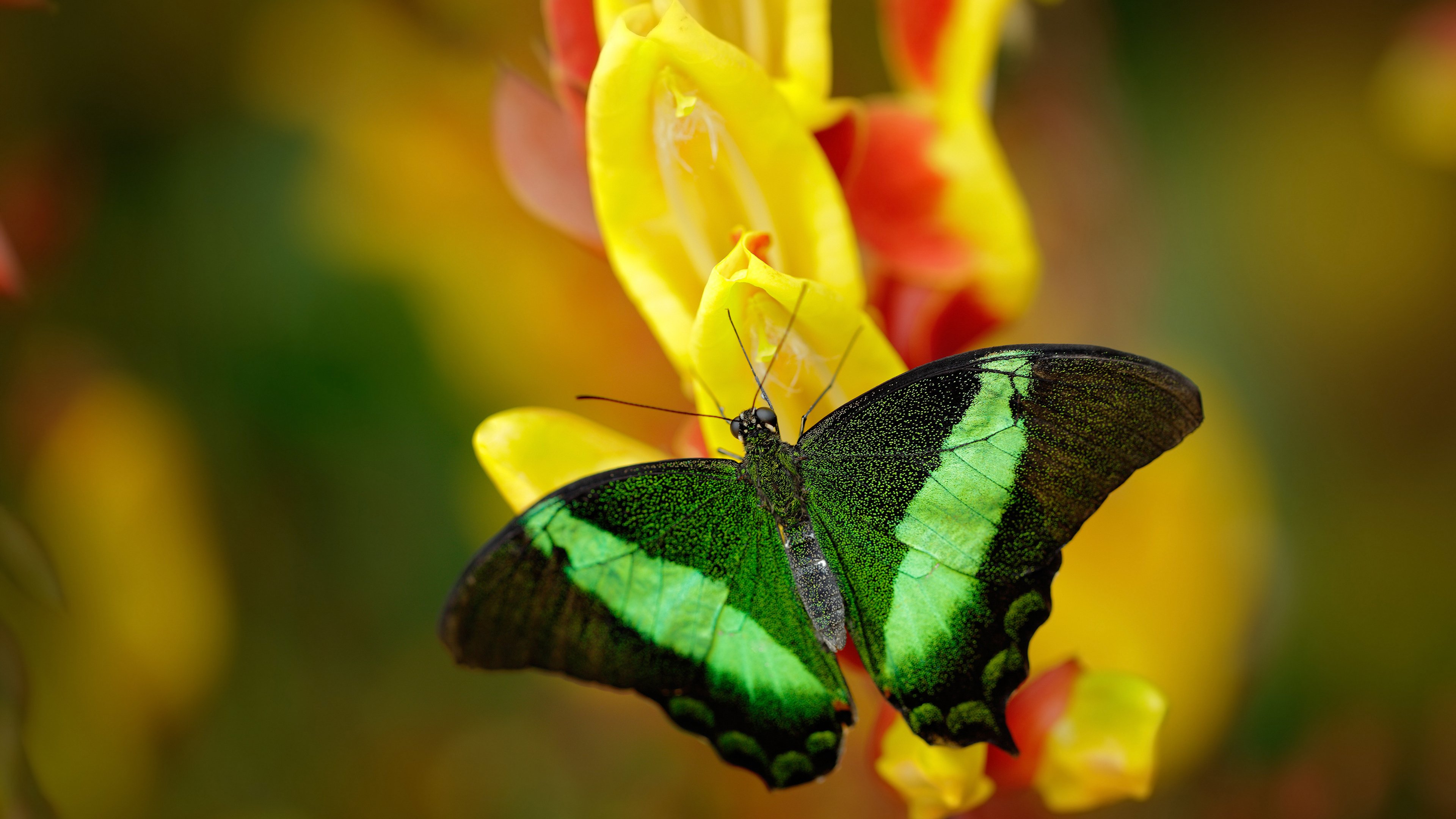 狭路相逢，浓眉是那枚唯一的钥匙，山西队如何靠一人突围吉林铁壁